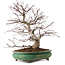 Acer palmatum, 44 cm, ca. 35 Jahre alt, mit einem Wurzelhals von 8 cm