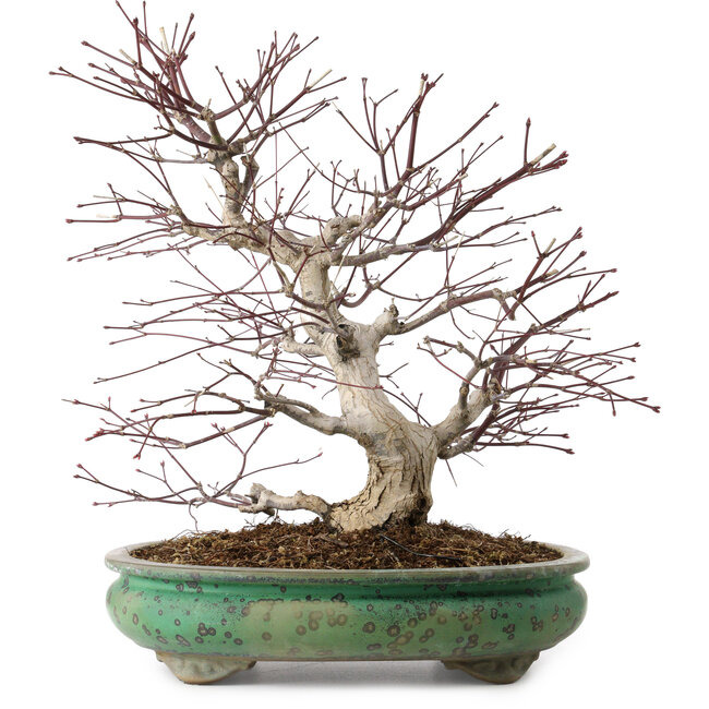 Acer palmatum, 44 cm, ± 35 anni, con nebari di 8 cm