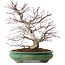 Acer palmatum, 44 cm, ± 35 años, con un nebari de 8 cm