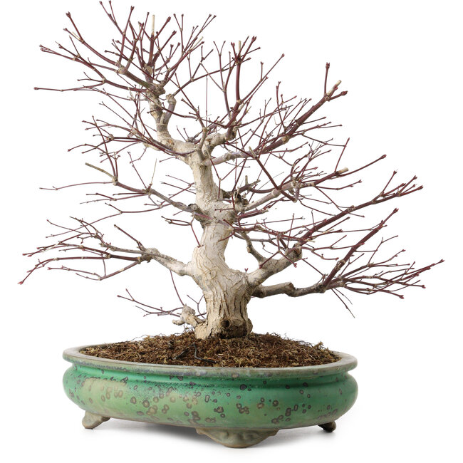 Acer palmatum, 44 cm, ca. 35 Jahre alt, mit einem Wurzelhals von 8 cm