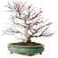 Acer palmatum, 44 cm, ca. 35 Jahre alt, mit einem Wurzelhals von 8 cm