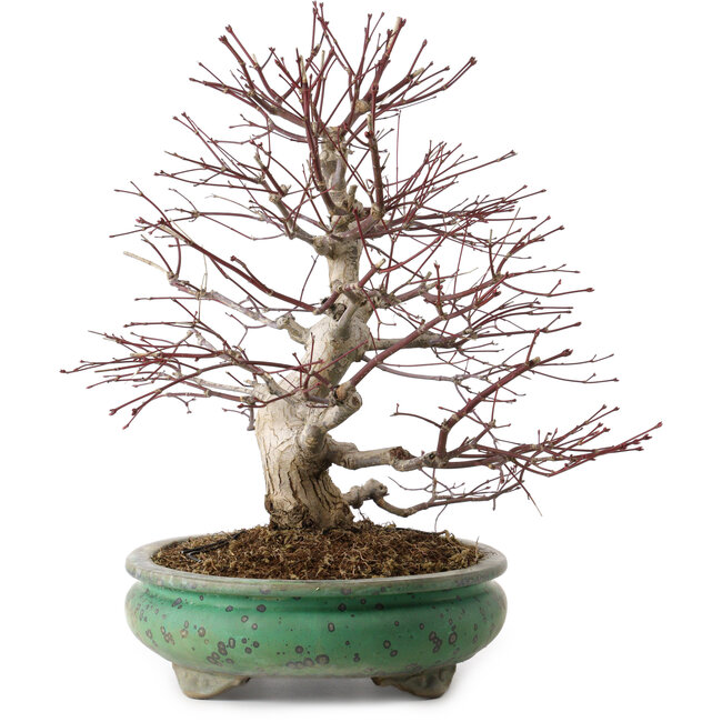 Acer palmatum, 44 cm, ± 35 años, con un nebari de 8 cm