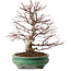 Acer palmatum, 44 cm, ± 35 anni, con nebari di 8 cm