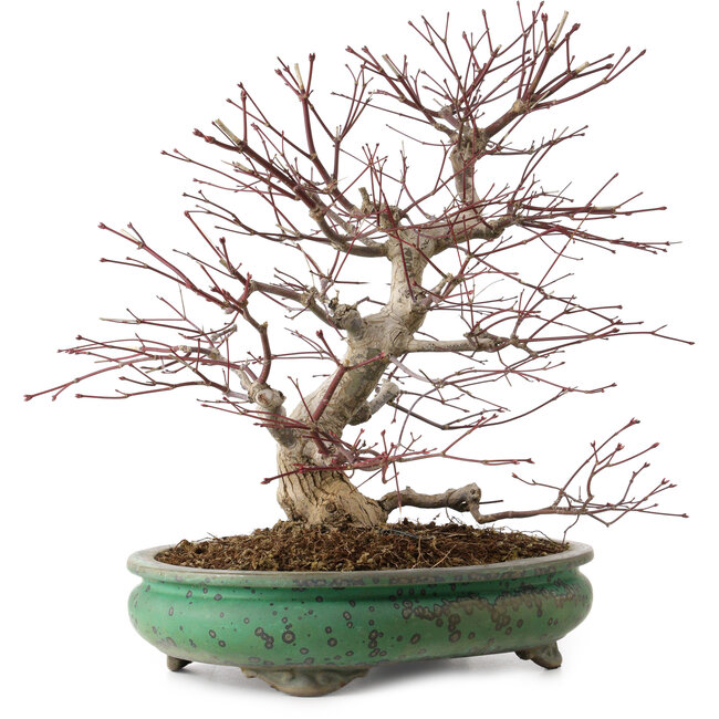 Acer palmatum, 44 cm, ± 35 jaar oud, met een nebari van 8 cm