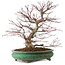 Acer palmatum, 44 cm, ± 35 jaar oud, met een nebari van 8 cm
