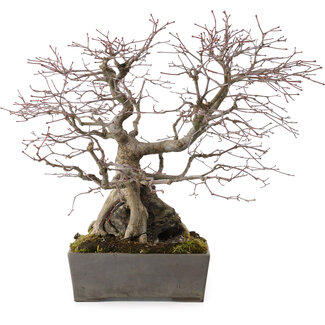 Acer palmatum, 33 cm, ± 35 años