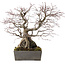 Acer palmatum, 33 cm, ± 35 Jahre alt