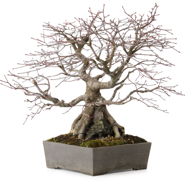 Acero palmato, 33 cm, circa 35 anni