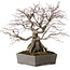 Acer palmatum, 33 cm, ± 35 años