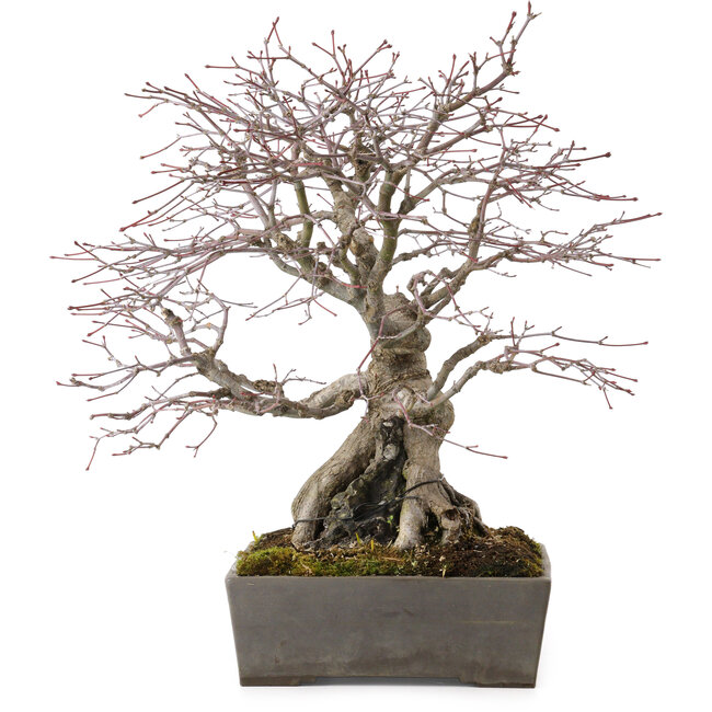 Acer palmatum, 33 cm, ± 35 years old