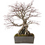 Acer palmatum, 33 cm, ± 35 años