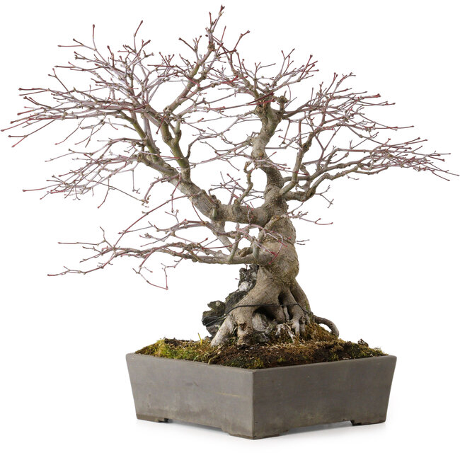 Acer palmatum, 33 cm, ± 35 ans
