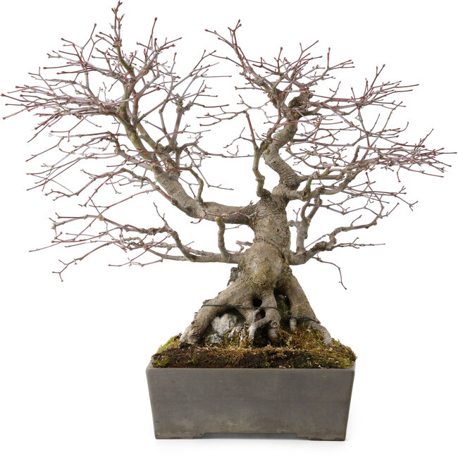 Acer palmatum, 33 cm, ± 35 ans