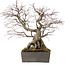 Acer palmatum, 33 cm, ± 35 ans
