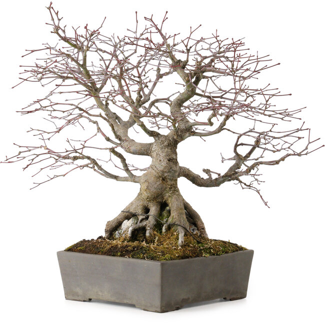 Acer palmatum, 33 cm, ± 35 ans