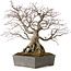 Acer palmatum, 33 cm, ± 35 años