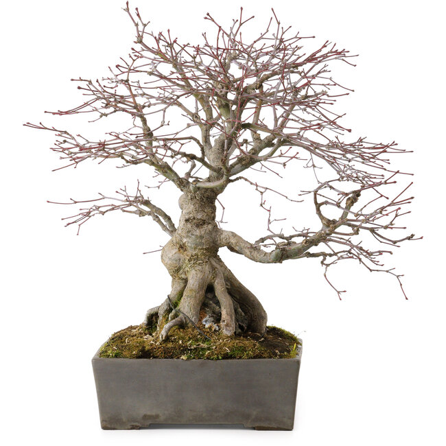 Acer palmatum, 33 cm, ± 35 ans