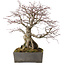 Acer palmatum, 33 cm, ± 35 años