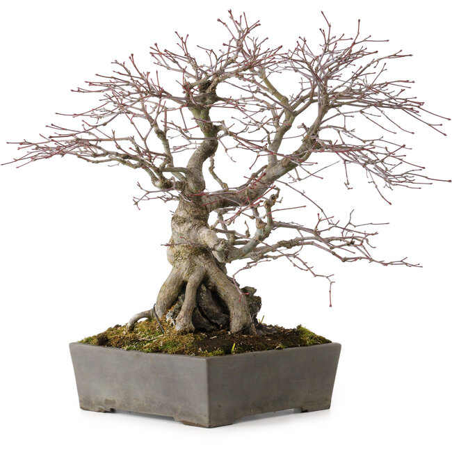 Acer palmatum, 33 cm, ± 35 Jahre alt