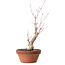 Acer palmatum, 21 cm, ± 10 años de edad
