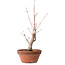 Acer palmatum, 21 cm, ± 10 Jahre alt