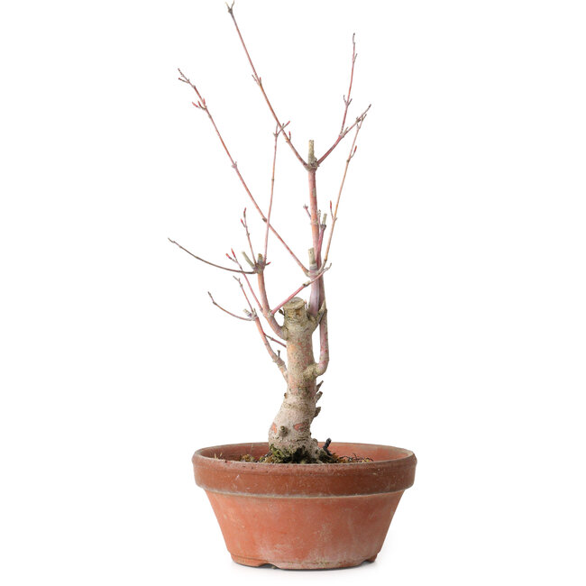 Acer palmatum, 21 cm, ± 10 Jahre alt