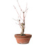 Acer palmatum, 21 cm, ± 10 years old