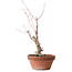 Acer palmatum, 21 cm, ± 10 years old