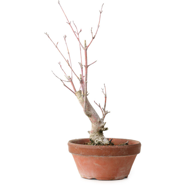 Acer palmatum, 21 cm, ± 10 Jahre alt