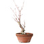 Acer palmatum, 21 cm, ± 10 años de edad