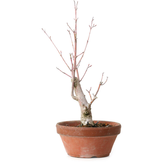 Acer palmatum, 21 cm, ± 10 Jahre alt