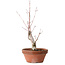 Acer palmatum, 21 cm, ± 10 años de edad