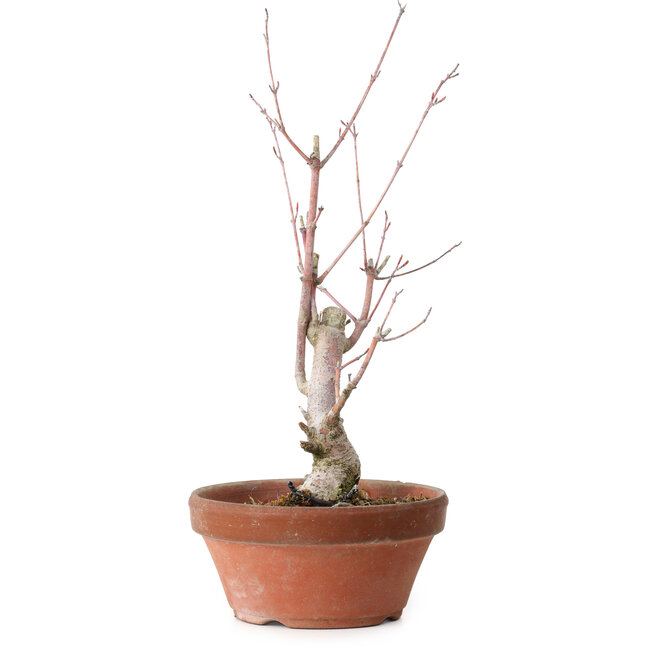 Acero palmato, 21 cm, ± 10 anni