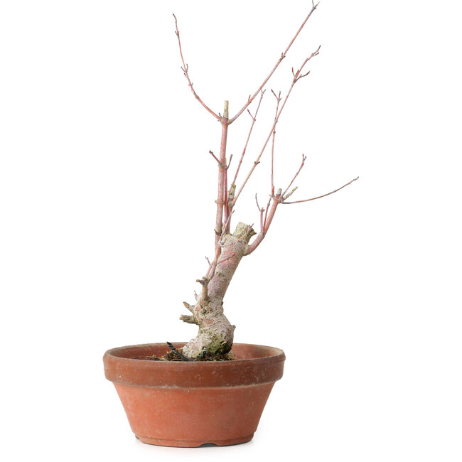 Acer palmatum, 21 cm, ± 10 Jahre alt