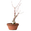Acer palmatum, 21 cm, ± 10 years old