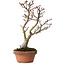 Acer palmatum Shishigashira, 30 cm, ca. 15 Jahre alt, mit einem Wurzelhals von 6 cm