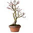 Acer palmatum Shishigashira, 30 cm, ca. 15 Jahre alt, mit einem Wurzelhals von 6 cm