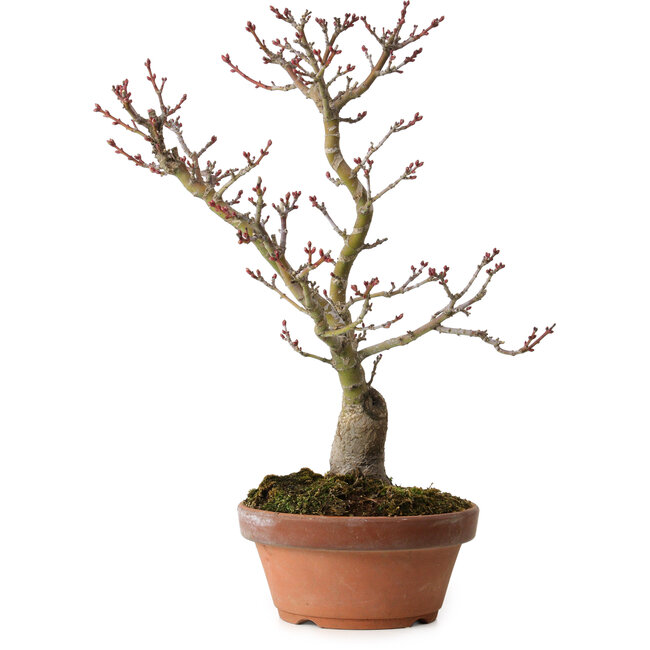 Acer palmatum Shishigashira, 30 cm, ± 15 ans, avec un nebari de 6 cm
