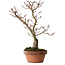 Acer palmatum Shishigashira, 30 cm, ± 15 ans, avec un nebari de 6 cm