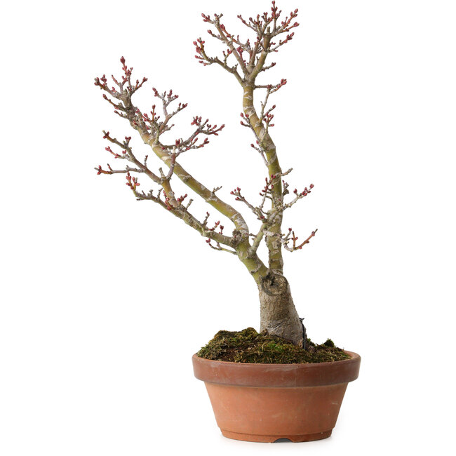 Acer palmatum Shishigashira, 30 cm, ± 15 years old, with a nebari of 6 cm