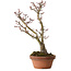 Acer palmatum Shishigashira, 30 cm, ± 15 anni, con nebari di 6 cm