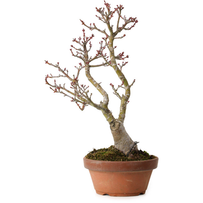 Acer palmatum Shishigashira, 30 cm, ± 15 ans, avec un nebari de 6 cm