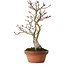 Acer palmatum Shishigashira, 30 cm, ± 15 anni, con nebari di 6 cm