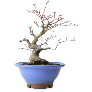 Acero palmato, 23 cm, circa 20 anni