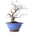 Acer palmatum, 23 cm, ± 20 years old, with a nebari of 8 cm