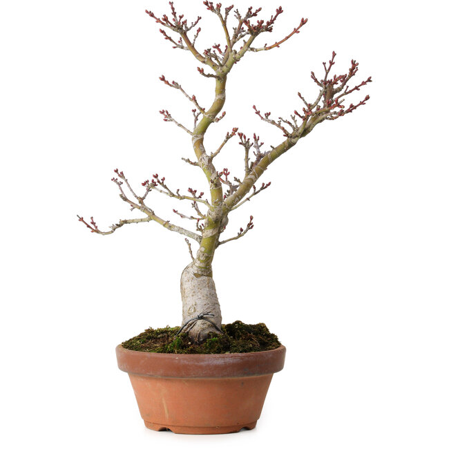 Acer palmatum Shishigashira, 30 cm, ± 15 años, con un nebari de 6 cm