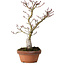 Acer palmatum Shishigashira, 30 cm, ± 15 years old, with a nebari of 6 cm