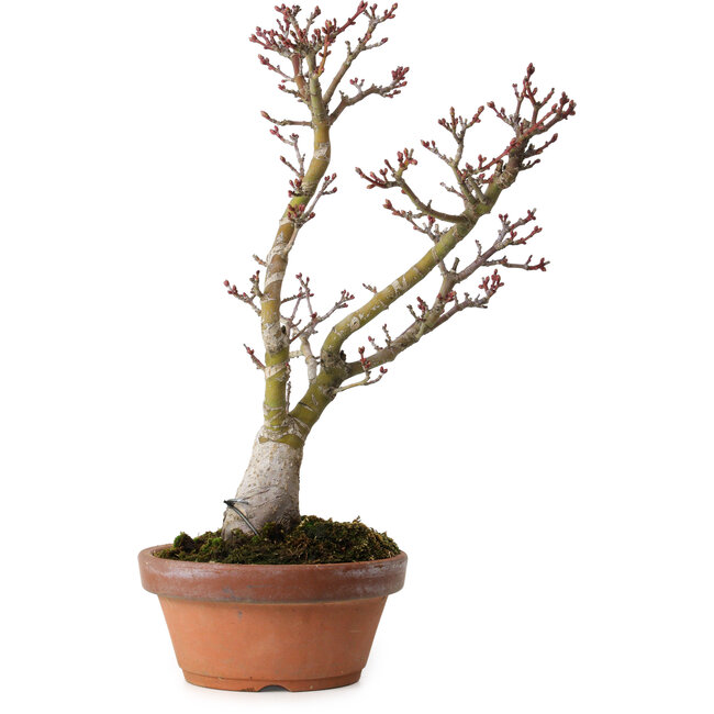 Acer palmatum Shishigashira, 30 cm, ca. 15 Jahre alt, mit einem Wurzelhals von 6 cm