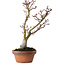 Acer palmatum Shishigashira, 30 cm, ± 15 ans, avec un nebari de 6 cm
