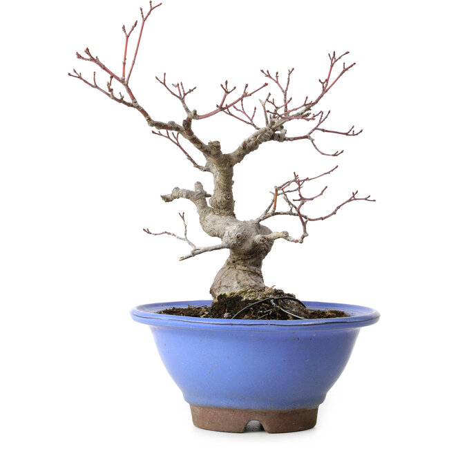 Acer palmatum, 23 cm, ± 20 jaar oud, met een nebari van 8 cm